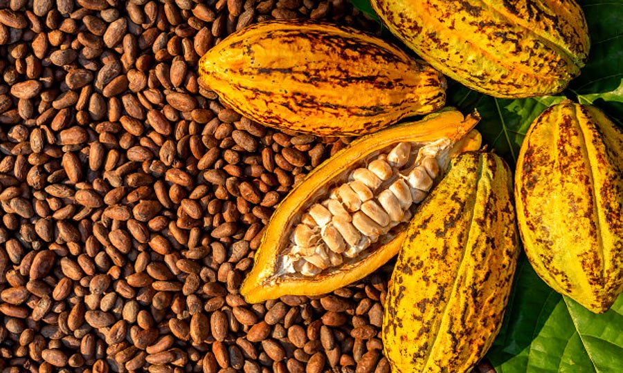 Harga kakao hari ini per kg 2021