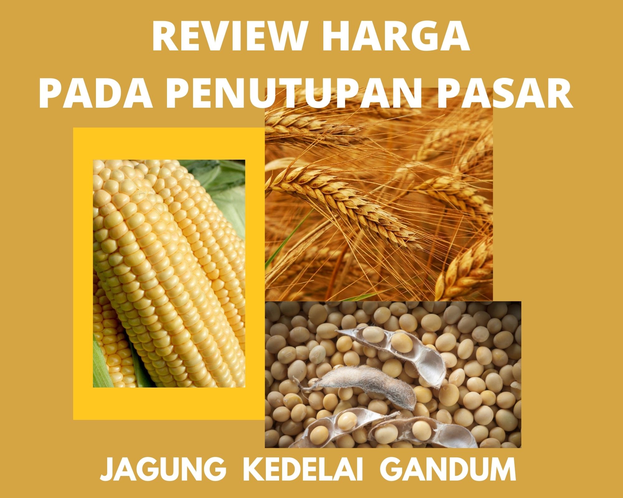 Berjagung-jagung sementara padi masak