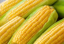 jagung, corn