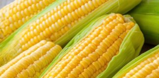 jagung, corn